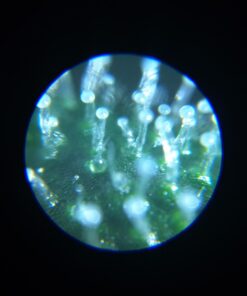 Formline LED Illuminated Jewelers Loupe/Trichome Scope (60x + 30x Lens) - Magnifier Made for Gardening, Jewelry, Antiques, Coins, Rocks, Stamps, Hobbies, Watches, Photos and Science (White/Silver) White 28 61mNduMEZXL