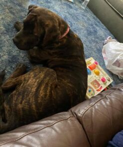 Zesty Paws Calming Chews for Dogs Composure & Relaxation for Everyday Stress & Separation Advanced Melatonin 90 Count Turkey - Melatonin 90 Count (Pack of 1) 36 61mTu6BCupL