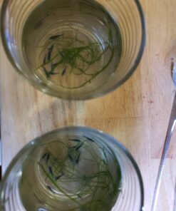 Blue Velvet Shrimp - Live Shrimp for Freshwater Aquariums or Tanks - Live Arrival Guarantee (10 Shrimp) 10 Shrimp 42 61mayJiSLNL