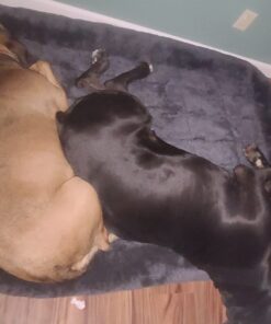 MidWest Homes for Pets 54L-Inch Gray Dog Bed or Cat Bed w/ Comfortable Bolster | Ideal for Giant Dog Breeds (Great Dane / Mastiff) & Fits a 54-Inch Dog Crate Grey 31 61mjbniohQL