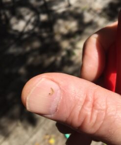 Monterey LG6332 Bacillus Thuringiensis (B.t.) Worm & Caterpillar Killer Insecticide/Pesticide Treatment Concentrate, 16 oz 1 pint (16 oz.) 40 61mnGM2Ff8L