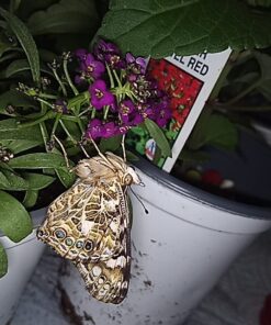 Insect Lore 5 Live Caterpillars Cup of Caterpillars Butterfly Kit Refill - Plus Butterfly Life Cycle Stages Toy Figurines - Shipped Now 51 61moqaqD2mL