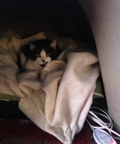 Sunbeam Heating Pad for Pain Relief | Standard Size Ultra Heat, 3 Heat Settings | Light Blue, 12 Inch x 15 Inch UltraHeat, 12 x 15 38 61mp urjyjL