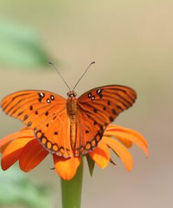 Outsidepride Tithonia Speciosa Red Mexican Sunflower Garden Cut Flowers - 1000 Seeds 49 61mpzaXl6L