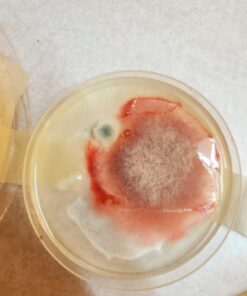 Scientific Explorer Disgusting Science Kit 35 61n LBxothL