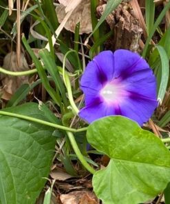 Seed Needs, Large 2.1 Ounce Package of 30,000+ Dazzling Blue Wildflower Seeds for Planting (99% Pure Live Seed Butterfly Attracting Wildflower Mixture - NO Filler) - Bulk 43 61n08aGC2zL