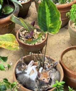 Amazon Basics Adjustable Aluminum Cell Phone Desk Stand for iPhone and Android, Black 37 61n8RIv4VwL