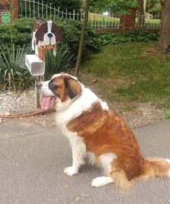 Madison Supply Medical Scissors, EMT and Trauma Shears - 7.5 Inch Premium Quality Stainless Steel Bandage Scissors - Fluoride-Coated with Non-Stick Blades - 2 Pack (Black/Stainless) 2-Pack Black Handle/Stainless Blades 32 61nIXSmtHTL