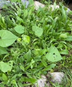 Seed Needs, Large 2.1 Ounce Package of 30,000+ Dazzling Blue Wildflower Seeds for Planting (99% Pure Live Seed Butterfly Attracting Wildflower Mixture - NO Filler) - Bulk 44 61nMxBg5POL