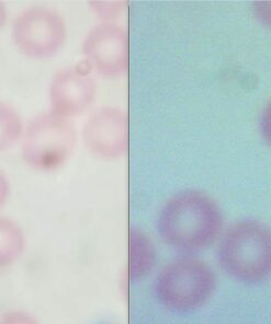 AmScope B120C-E1 40X-2500X LED Biological Binocular Compound Microscope with 3D Double Layer Mechanical Stage + 1.0 MP USB Digital Camera Imager 1.0 MP Camera 30 61nRP hF6zL