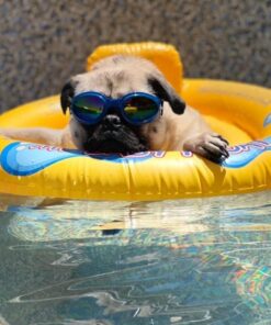 Intex My Baby Float 29 61nX1NAmhOL