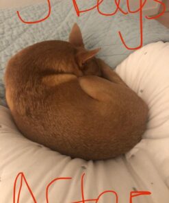 Zesty Paws Omega 3 Alaskan Fish Oil Chew Treats for Dogs - with AlaskOmega for EPA & DHA Fatty Acids - Hip & Joint Support + Skin & Coat Chicken Flavor (90 Soft Chews) 90 Count (Pack of 1) 38 61nXaJR3yL 2