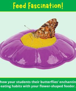Painted Lady Butterfly Kit - Habitat, STEM Journal, & Voucher for Chrysalis Log & Caterpillars - Grow Your Own Butterfly Kit 36 61nZHegPkAL