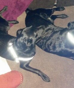 Blueberry Pet Soft & Safe 3M Reflective Neoprene Padded Adjustable Dog Collar - Baby Blue Pastel Color, Medium, Neck 14.5"-20" 57 61nfOtOg93L 1