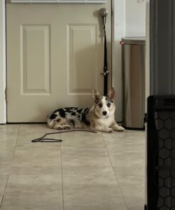 Caldwell's Dog Potty Bell for Dogs to Ring to Go Outside - The Original Dog Door Bell for Potty Training - Premium Quality Dog Training Tools & New Puppy Essentials One Potty Bell Black 37 61npsWo0njL