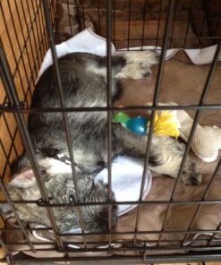 EZwhelp Reusable Dog Pee Pads - Waterproof Training Pads for Dogs - Washable & Sanitary-Rounded Corners-Laminated, Lightweight, Durable - Pet Essentials for Puppy Training and Whelping - 27"x32" 27x32 Inch 33 61nsN5B4ZTL