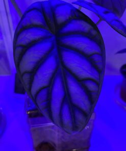 Expanded Clay Pebbles LECA Grow Media for Plants, Orchids, DWC Hydroponics, Aquaponics, Aquaculture Garden Soil Additive Conditioner Amendment Ceramsite Aggregate Cz Garden 2 LBS Cz Expanded Clay Pebbles 49 61o6Z9Y2O4L