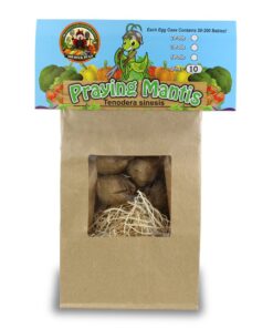 Alternative view of Praying Mantis Egg Case- 10 Egg Cases with Hatching Habitat Bag