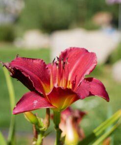 Panasonic LUMIX G85MK 4K Mirrorless Interchangeable Lens Camera Kit, 12-60mm Lens, Lexar U3 64GB Memory Card, 2 Spare Batteries, Charger, Bag and Accessory Bundle 36 61oFWFrkBML