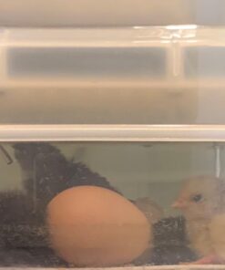 iTavah Egg Incubator, Chicken Incubators for Hatching Eggs with Automatic Egg Turning and Temperature Control, 9-12 Eggs Poultry Hatcher for Chicken Duck Bird 36 61oJVRriqOL