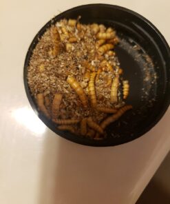 Fluker's Freeze Dried Insects - Mealworms, 1.7oz 39 61oTPwfy6bL