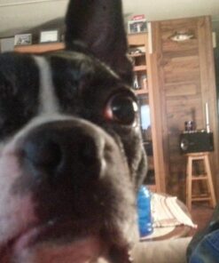 Natural Balance Ultra Premium Wet Dog Food, Beef Formula with Potatoes, Carrots & Brown Rice, 13 Ounce Can (Pack of 12) 39 61oXHcG 1lL