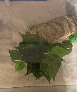 CNZ® Aquarium Fish Tank Green Lifelike Underwater Plastic Plant Aquatic Water Grass Decor (Large, 13-inch) Large, 13-inch 20 61oZp5n9BL