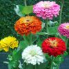 Zinnia - California Giant Flower Seeds Mix - 1,500 Seeds by Seeds2Go 20 61odHXUgjLL