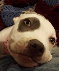 Death Wish Coffee Co. Single Serve Pods - Extra Kick of Caffeine - Dark Roast Coffee Pods - Made with USDA Certified Organic, Fair Trade, Arabica and Robusta Beans (20 Count) 20 Count (Pack of 1) 33 61oeK6dC3lL