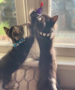 GoCat Da Bird Pull 2 Piece Pull Apart Rod & Bird, Handmade in The USA (1 Bird) 31 61omYSH7RL