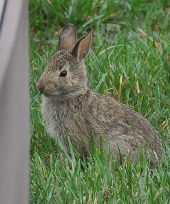 AF-S DX Nkr 18-200mm F/3.5-5.6G ED VR II Lens Only 39 61oqzF7KK7L