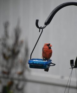 More Birds Dish SeedFeed, 1 Count (Pack of 1) 1 Count (Pack of 1) 54 61p RoPTx L