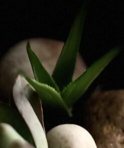 FATPLANTS 10 Living Succulent Cuttings 53 61p1ropNoaL