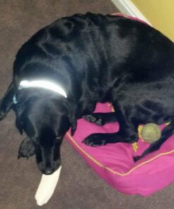 Blueberry Pet Soft & Safe 3M Reflective Neoprene Padded Adjustable Dog Collar - Baby Blue Pastel Color, Medium, Neck 14.5"-20" 58 61pJCEUJPxL 2