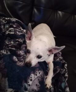 NUTRO NATURAL CHOICE Small Bites Adult Dry Dog Food, Lamb & Brown Rice Recipe Dog Kibble, 5 lb. Bag 33 61pKSmUF9L