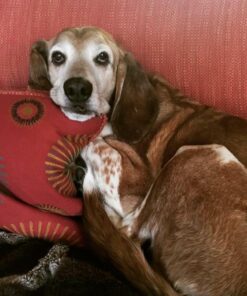 IAMS Adult Minichunks Small Kibble High Protein Dry Dog Food with Real Chicken, 15 lb. Bag 0 15 Pound (Pack of 1) 41 61pOSqxB31L