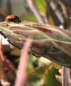 Praying Mantis (5) Egg Cases with Habitat Cup- 5 Egg Cases & 1,500 Live Ladybugs 39 61pTBS7FyML 1