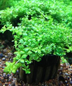 Alternative view of Potted Dwarf Baby Tears Aquarium Live Plant