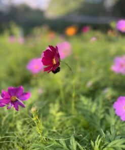 Seed Needs, Large 2.1 Ounce Package of 7,000+ Crazy Mix Cosmos Seed Mixture for Planting (Cosmos Bipinnatus Butterfly Attracting Cosmos Mixture) 10+ Varieties Open Pollinated - Bulk Large Pack (7,000 Seeds) 38 61pkodL3NeL