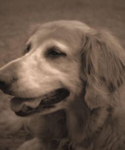 Corel PaintShop Pro X9 Ultimate (Old Version) 10 61pmIxDUIRL