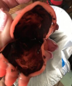 Bath Toys, 8 Pcs Light Up Floating Rubber Animal Toys Set, Flashing Color Changing Light in Water, Baby Infants Kids Toddler Child Preschool Bathtub Bathroom Shower Games Swimming Pool Party 33 61pqXM1xksL