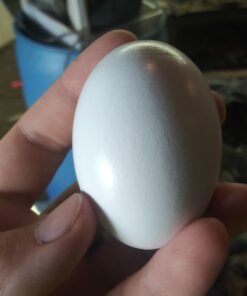 SallyFashion 7 Pcs Wooden Fake Eggs, 3 Colors Wooden Easter Egg Wood Eggs for Crafts Fake Chicken Eggs Nesting Eggs Easter Home Decor 33 61ptdXrcFZL