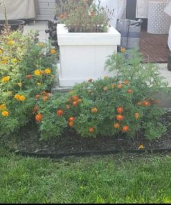 French Marigold Sparky Mix Seeds, Over 5,000 Seeds by Seeds2Go 27 61q1MO48yWL