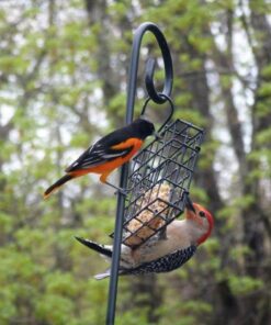 More Birds Suet Cage Bird Feeder, Fruit and Suet Feeder, Single Cake Capacity ,Black Black 40 61qEJTVJt6L