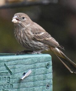 Woodlink Going Green Platform Bird Feeder Model GGPLAT 60 61qG0MyebML