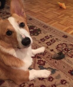 Pawstruck Natural Cow Hooves for Dogs - Made in The USA Long Lasting Beef Hoof Dental Treat Chews - No Artificial Preservatives - 10 Count - Packaging May Vary 45 61qI0RSLF0L