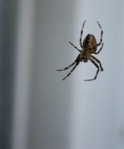 Nikon D3200 24.2 MP CMOS Digital SLR with 18-55mm f/3.5-5.6 Auto Focus-S DX VR NIKKOR Zoom Lens (Black) (OLD MODEL) Black w/ 18-55mm Base 55 61qNgt v9L