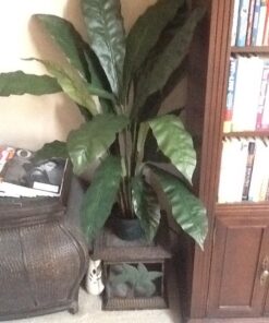 Nearly Natural 6739 Birdsnest Plant, 3.5-Feet, Green 24 61qPJpxdrkL