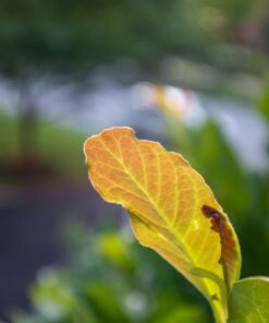 VILTROX EF-EOS M2 Speed Booster 0.71x Canon EF Lens to EF-M Mount Speedbooster for Canon m50 ii m6 ii m200 m50 m6 m5 EF to EOS M (speedbooster) 66 61qWF8mVVkL