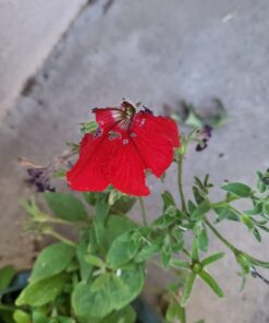 Monterey LG6332 Bacillus Thuringiensis (B.t.) Worm & Caterpillar Killer Insecticide/Pesticide Treatment Concentrate, 16 oz 1 pint (16 oz.) 36 61qWsv9ivCL